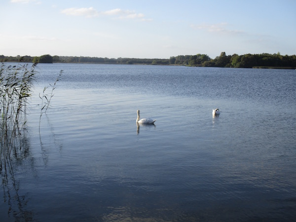 Mullingar Swans